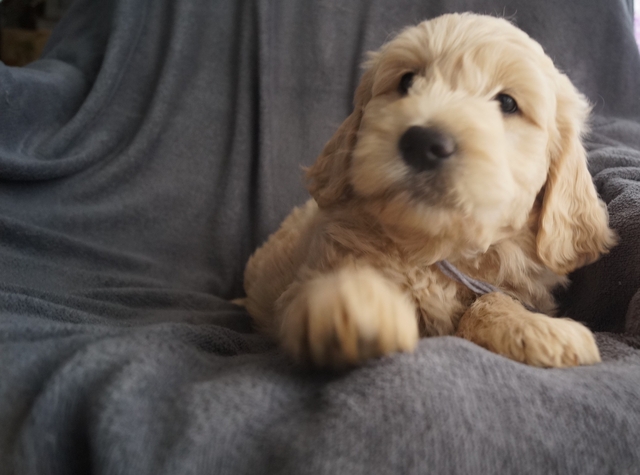 Goldenddodle Eifelmaarer