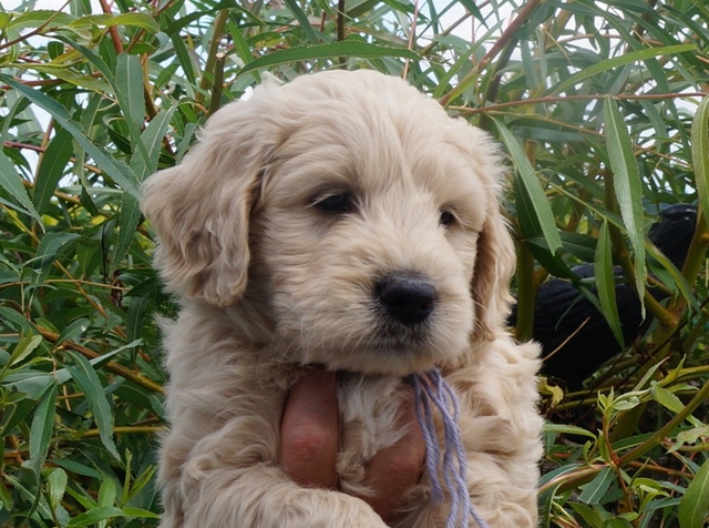 Goldendoodle 6Wochen