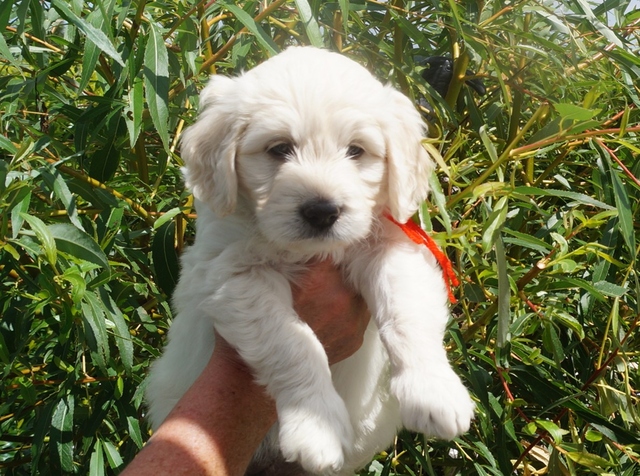 Goldendoodle WildeHilde 6 w