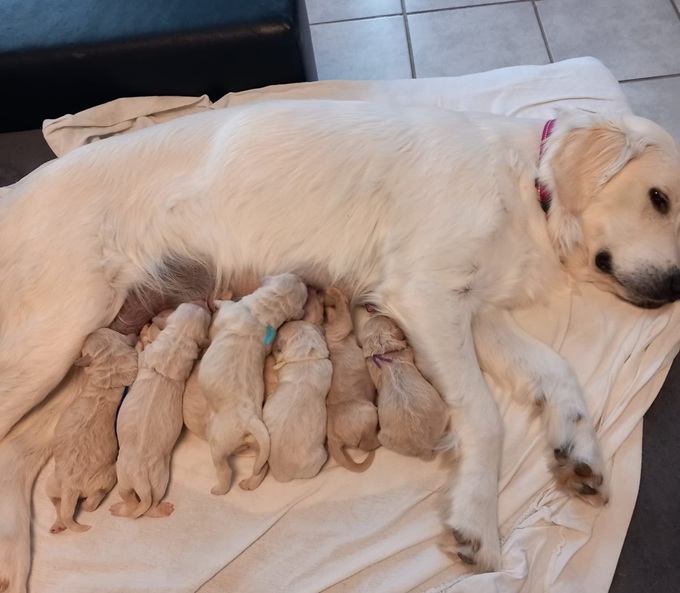 Goldendoodle Geburt 